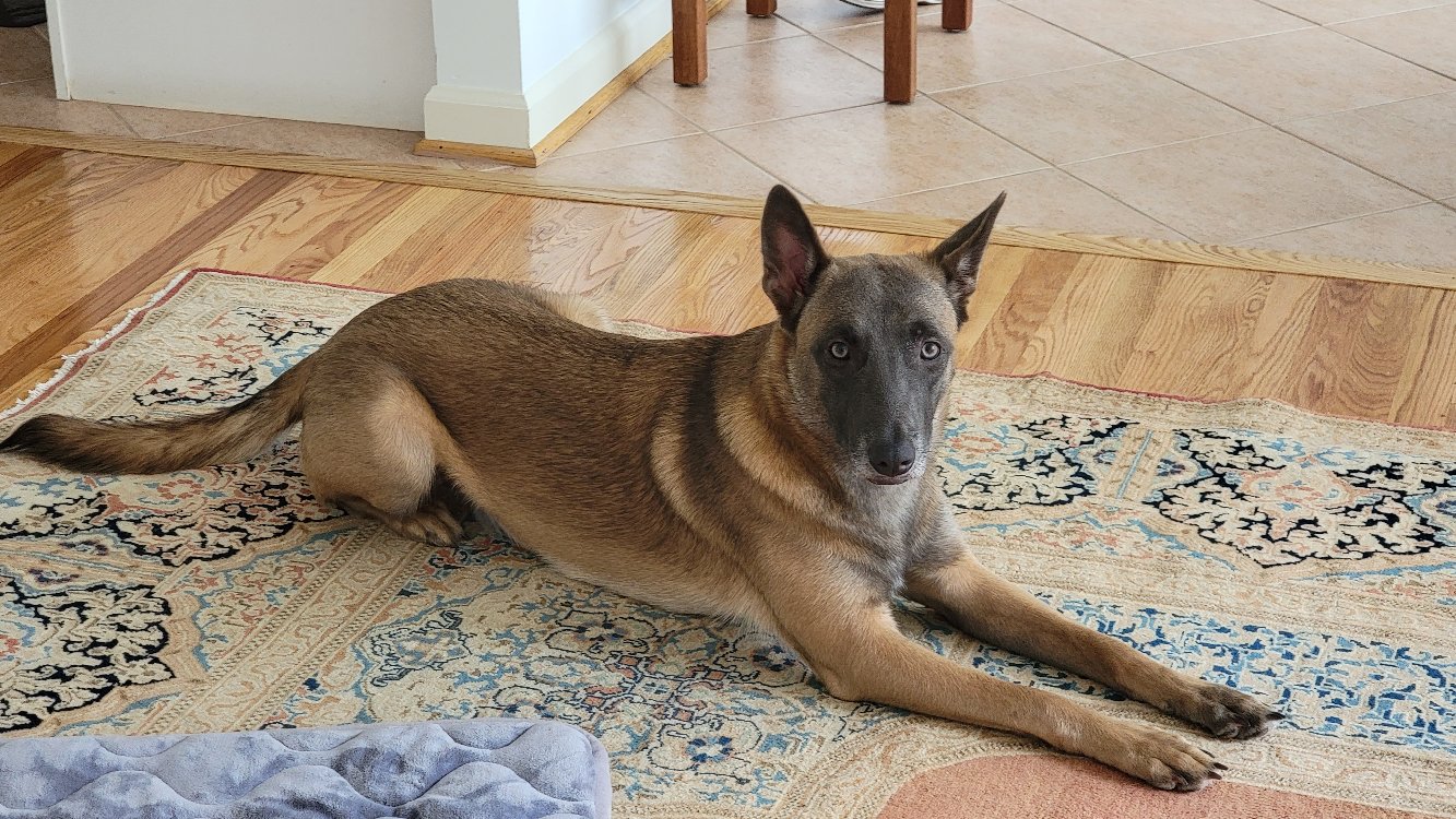 Dixie on the Rug